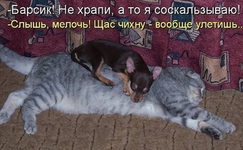 Картинки + гифки.
