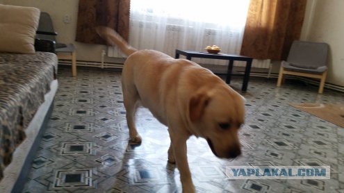 Собакочетверг же, ау!