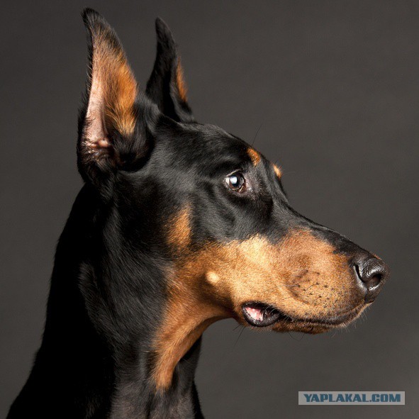 Собакочетверг