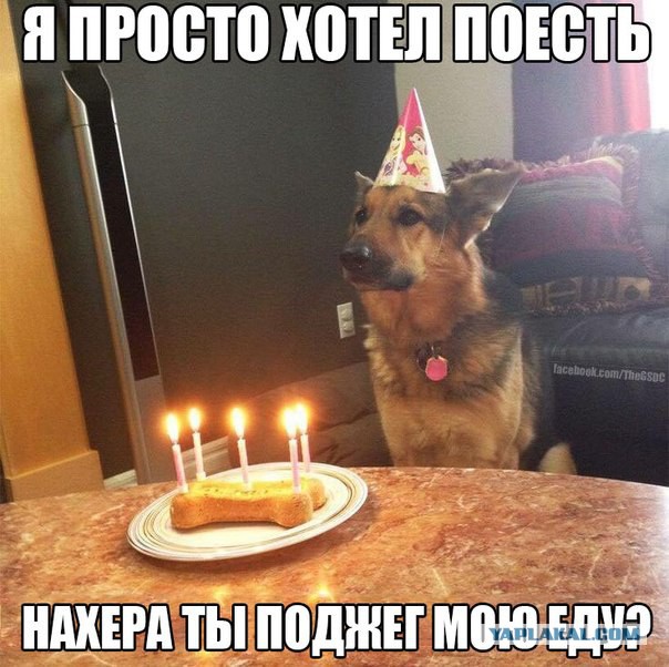 Подборка животных, которых застали за трапезой