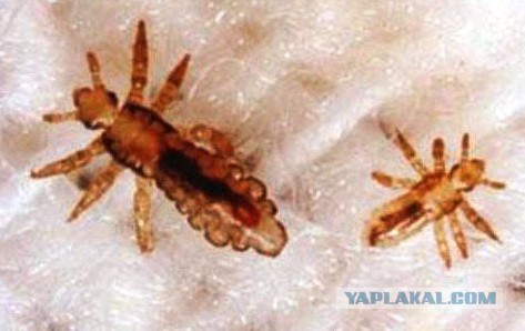 Клопики заели…