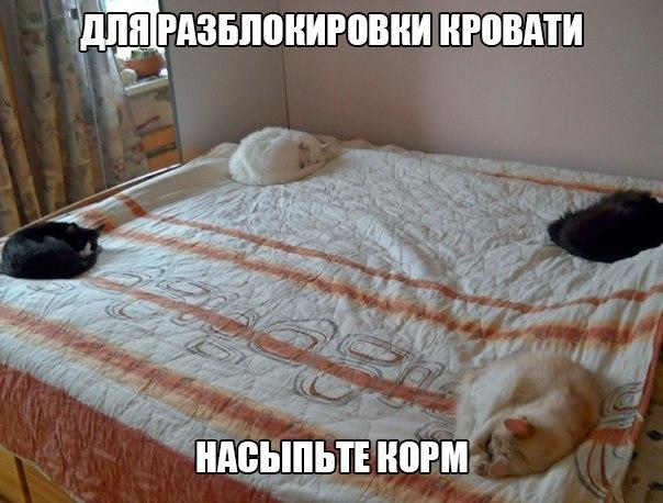 Мохнатые беспредельщики
