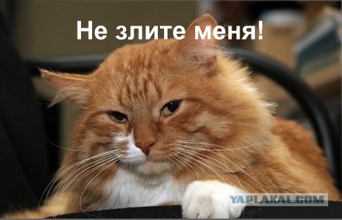 Хрюкающий кот
