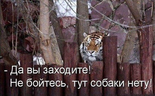 Выглядывающие коты