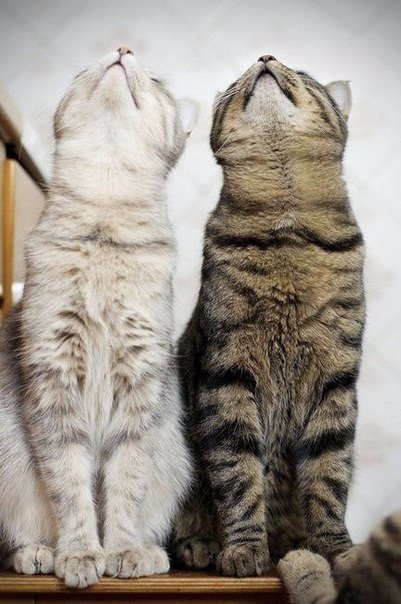 Коты из сети