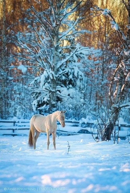 Самые смешные животные