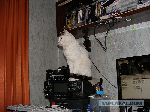Котовторник 04/04/2017