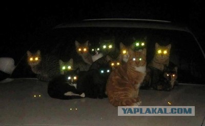 Прикольные картинки 27.06.2017.