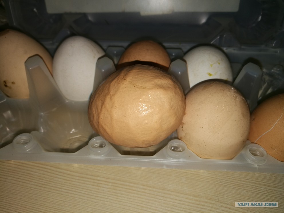 Яйца качка. Домашнее яйцо и магазинное. Яйца магазинные. Желток домашнего и магазинного яйца. Деревенские яйца желток.