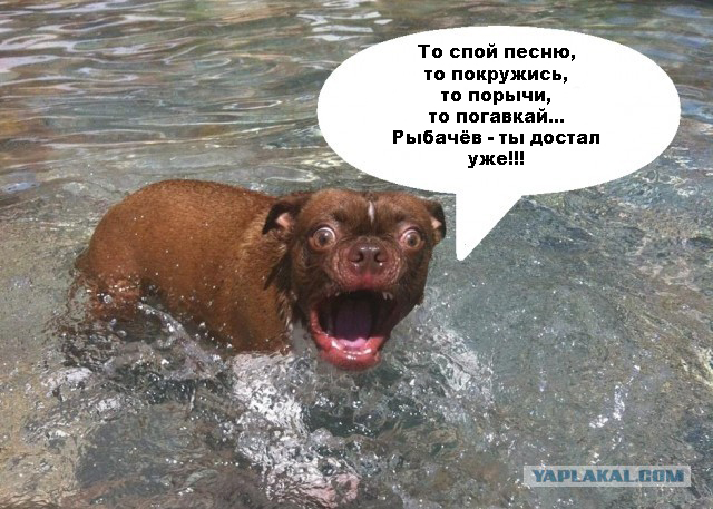 Жабельный собакен
