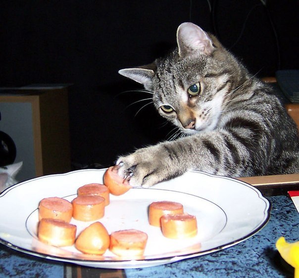 Коты и Кошки