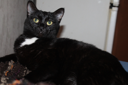 Котовторник 9.01.2018