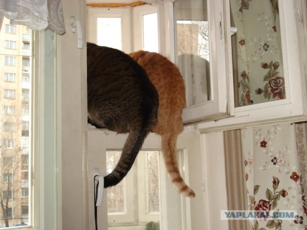 Котовторник на ЯПлакалъ (10.06.08), прикольные коты, добавляем свои!