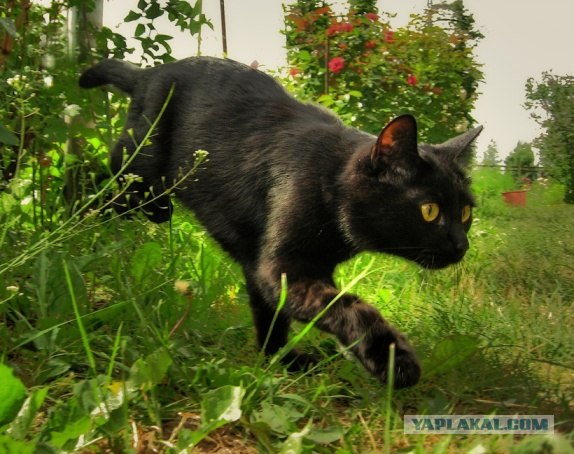 Котовторник на ЯПлакалъ