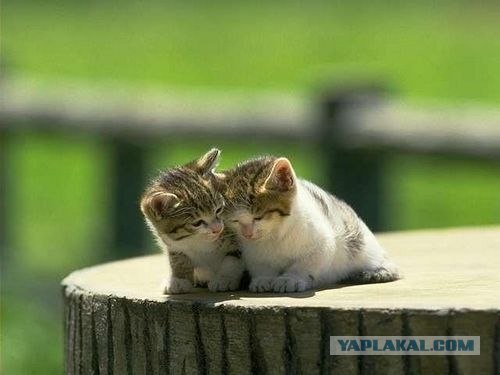 Коты на вторник на ЯПлакалъ (07.10.2008)