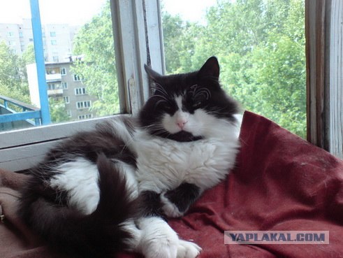 Котовторник, Весна, Цветы!