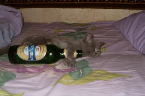 It's Catursday Fever! (Котовторник)