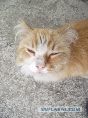 Котовторник! 08.11.11
