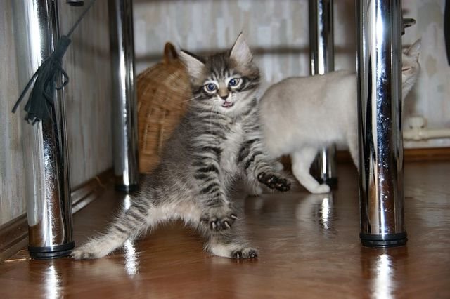 Ну и где ваш котовторник?