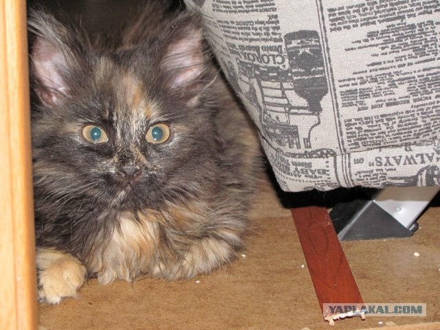 Котовторник 27.12.11
