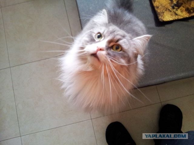 Котовторник (31.01.2012)