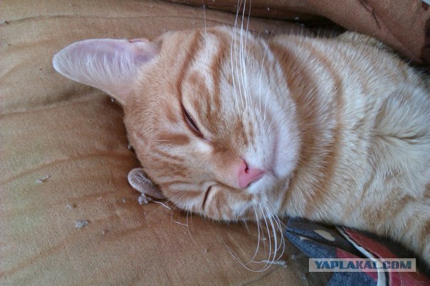 Котовторник на 26.06.12