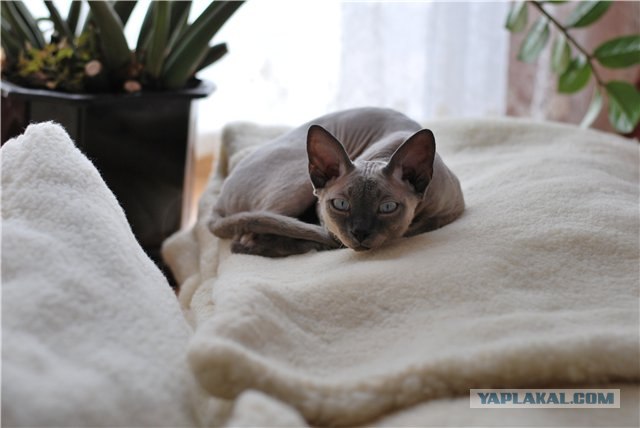 Сфинксики...