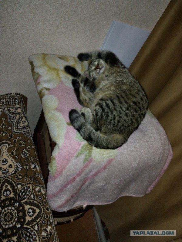 Кошки, которые заснули в самых невообразимых позах