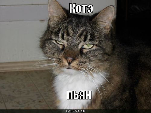 Алкоты