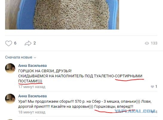 Помогите вернуть кота! Приют "Преданное сердце" украл кота и не отдает!-2