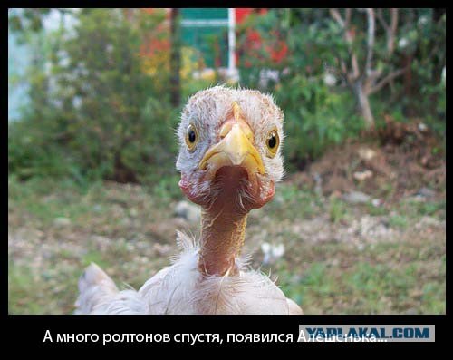 Ролтоны вдохновляют
