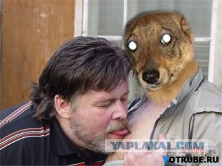 Собака на метле