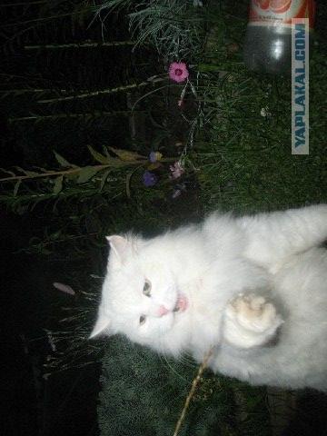 Отжабте моего кота