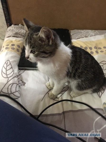 Кошка на пешеходном переходе