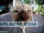 Игра: Ассоциации на ник пользователей ЯПлакалъ