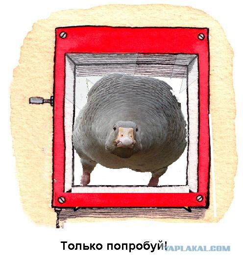 Фотожаба: Устал за неделю? Используй НЗ