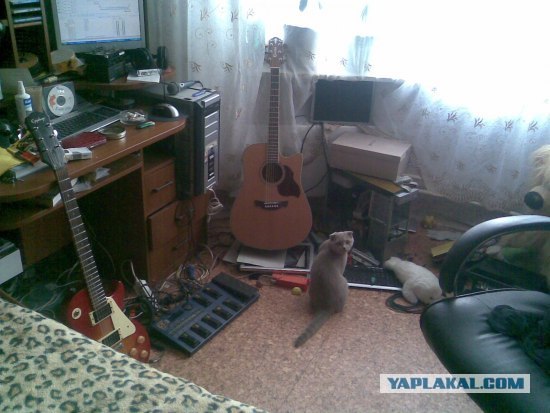 Шкрёб-кот