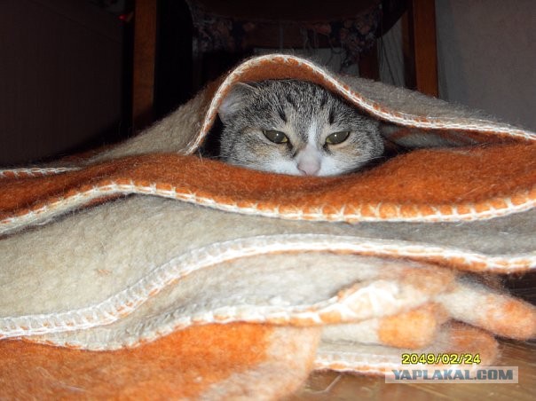 Кошатник