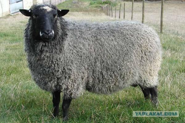 Обычный болельщик "Анжи"