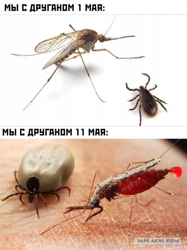 Весёлый полтишок 26.04