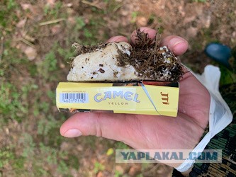 Дачные грибочки