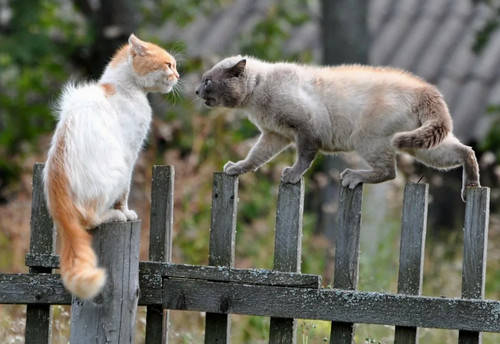 Много дел у кота на даче...