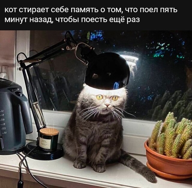 Котомемы 29.09.23