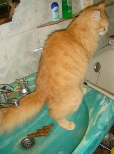 Паровая щетка для кошек