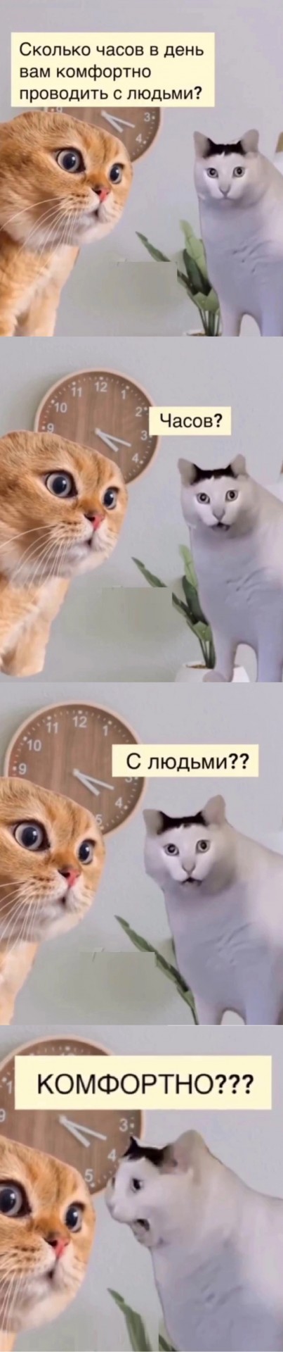 Котовторник в картинках