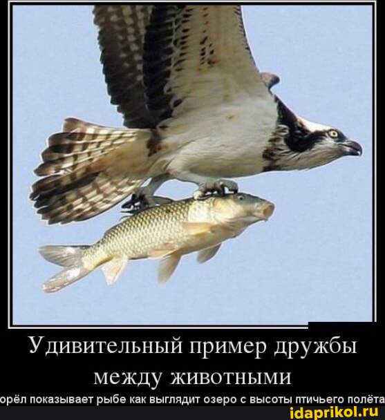 Теперь вы это видели