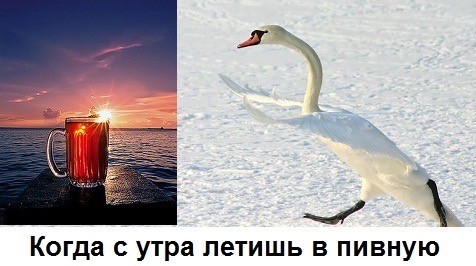 Веселое настроение в картинках