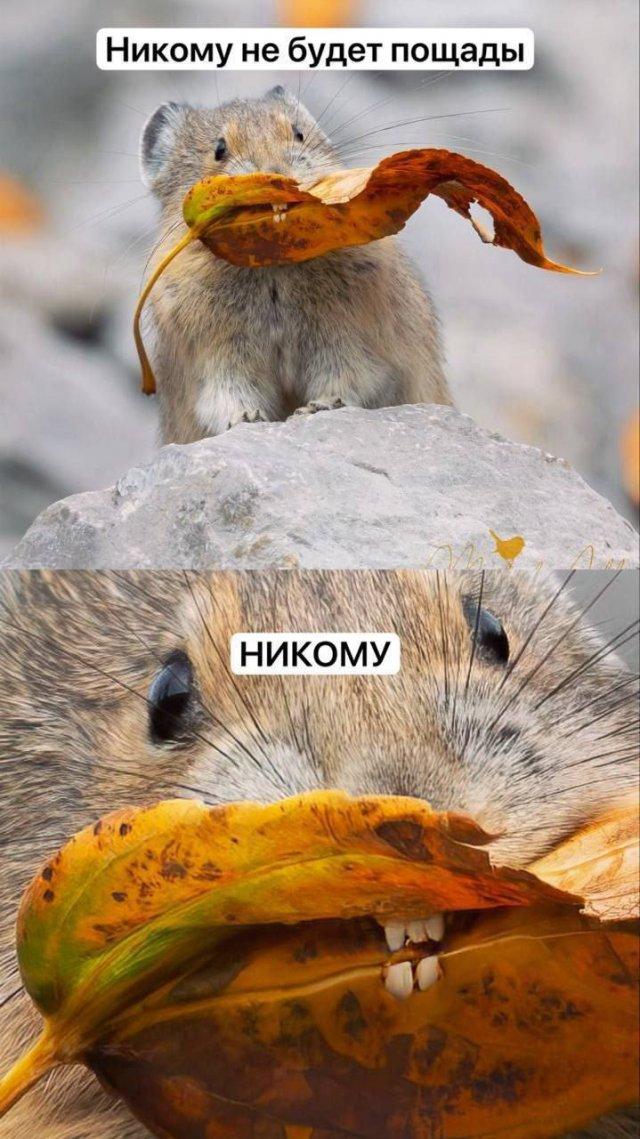 Картинки для деградации 77 (разной степени свежести)