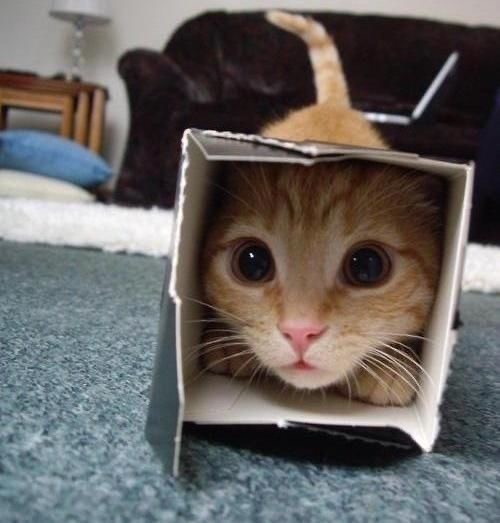 Котокоробковое