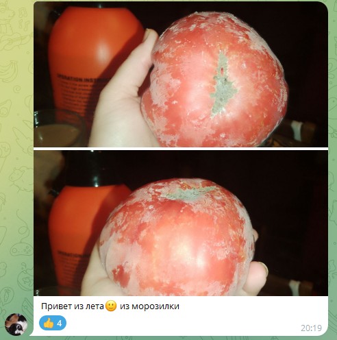 Жизнь домашнего приюта для котеек 572